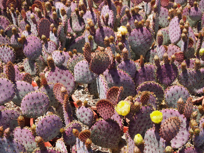 北美沙漠的Opuntia团扇仙人掌