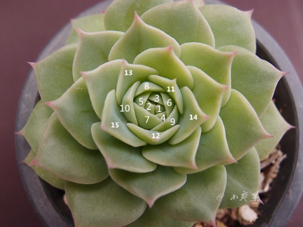 红蔓莲与梅丽阁的区别
