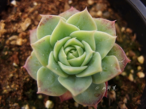 红蔓莲与梅丽阁的区别