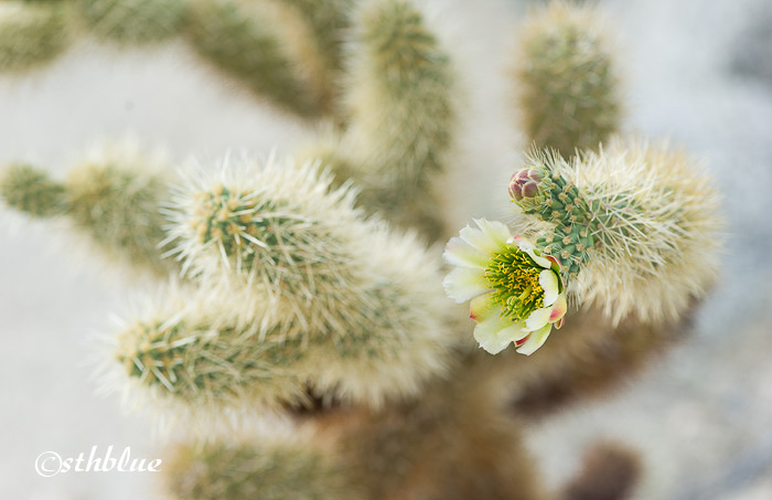 北美沙漠的Opuntia团扇仙人掌