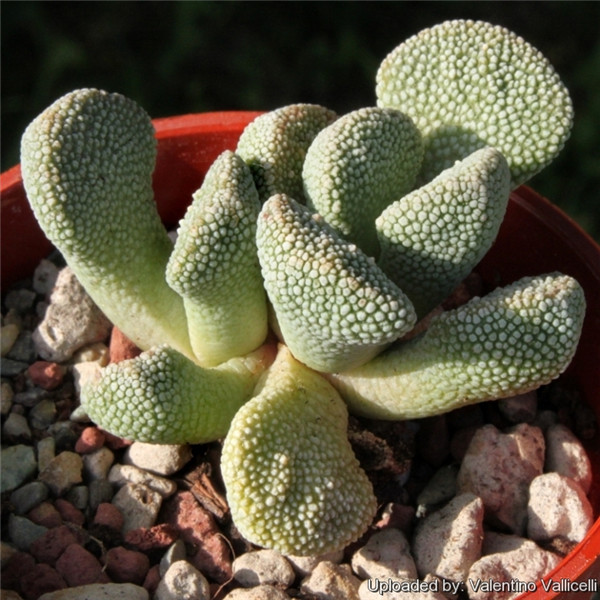 天女舞 Aloinopsis villetii