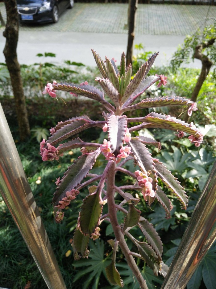 光照不好，绿而不徒的多肉