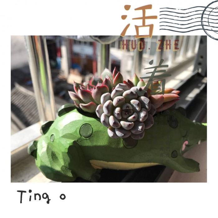 冬天越来越美的多肉