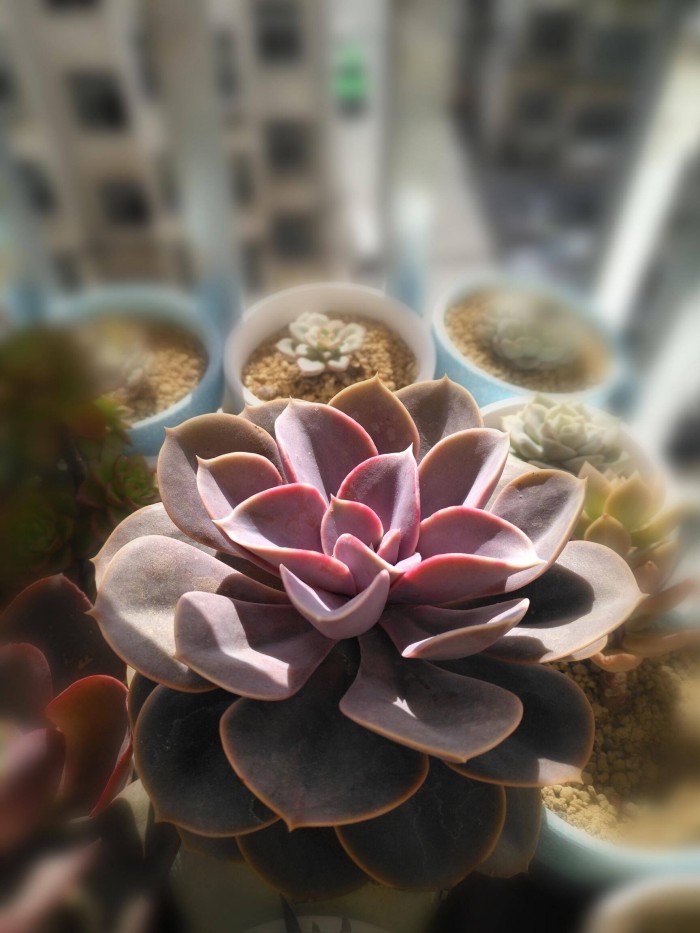 山东蓬莱冬天的美丽多肉