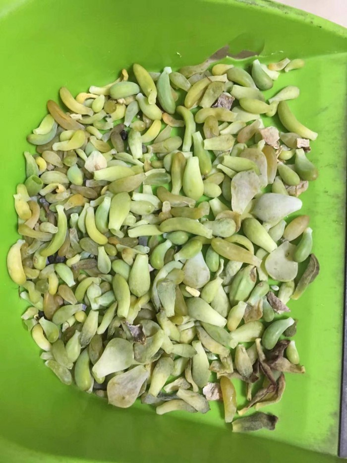 一点变化的多肉