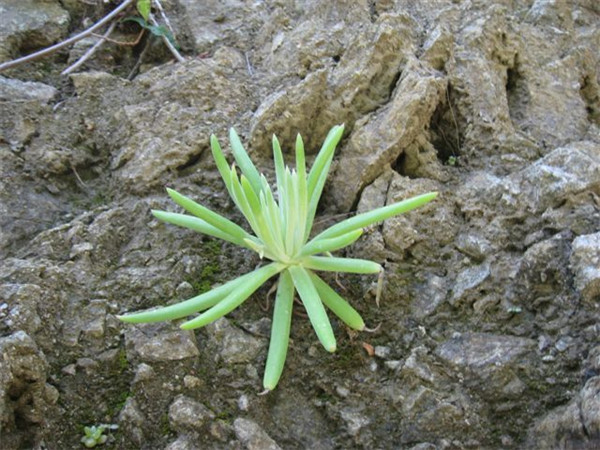 仙女杯登喜芙洛拉