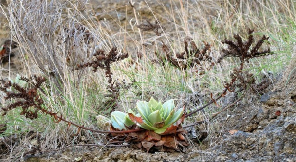 坎黛拉贝若 Dudleya candelabrum