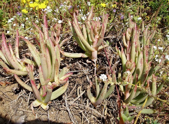 仙女杯爱杜丽丝 Dudleya edulis