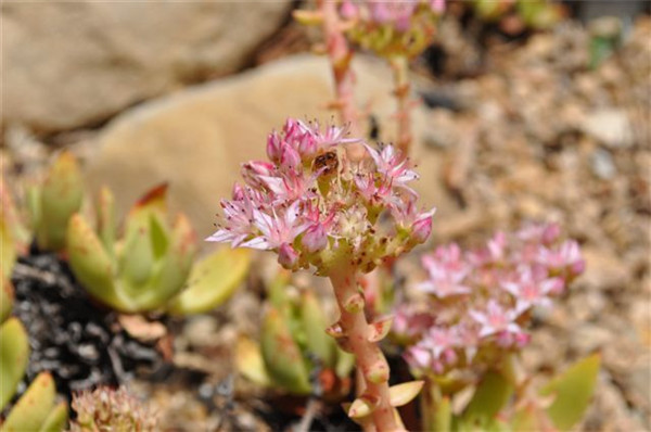 仙女杯法若莫莎 Dudleya fromosa