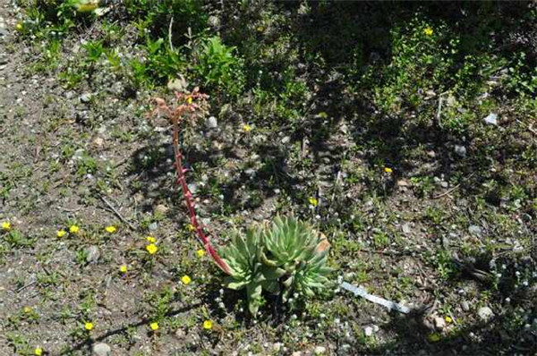 仙女杯盖特思 Dudleya gatesii