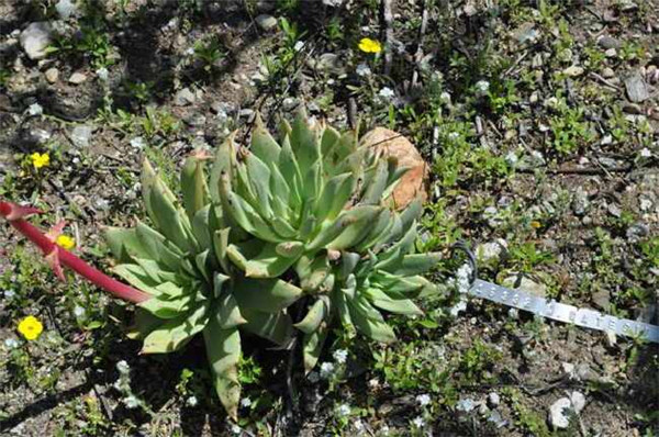 仙女杯盖特思 Dudleya gatesii