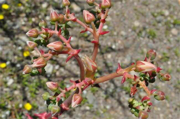 仙女杯盖特思 Dudleya gatesii