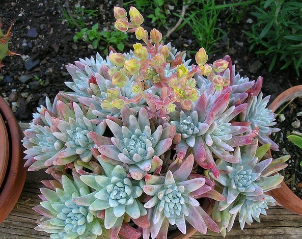 仙女杯 格诺玛 Dudleya gnoma