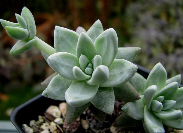 仙女杯 格诺玛 Dudleya gnoma