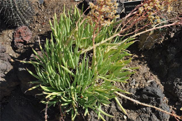 仙女杯爱杜丽丝 Dudleya edulis