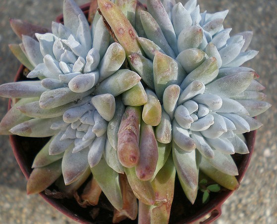 仙女杯 格诺玛 Dudleya gnoma