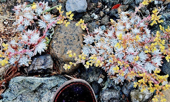 仙女杯 格诺玛 Dudleya gnoma