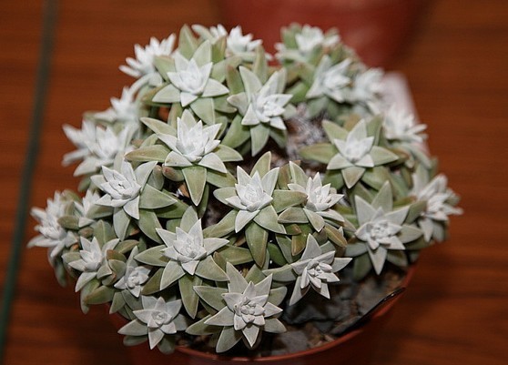 仙女杯 格诺玛 Dudleya gnoma