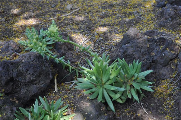 仙女杯瓜德鲁奔斯 Dudleya guadelupensis