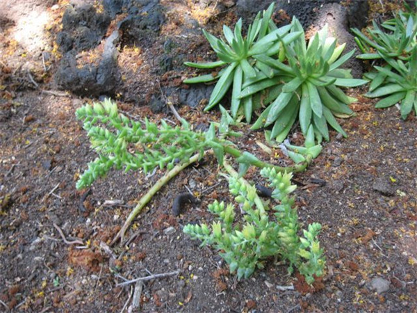 仙女杯瓜德鲁奔斯 Dudleya guadelupensis