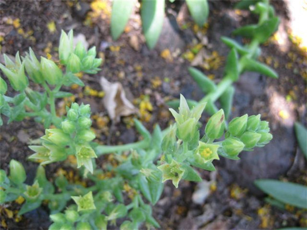 仙女杯瓜德鲁奔斯 Dudleya guadelupensis