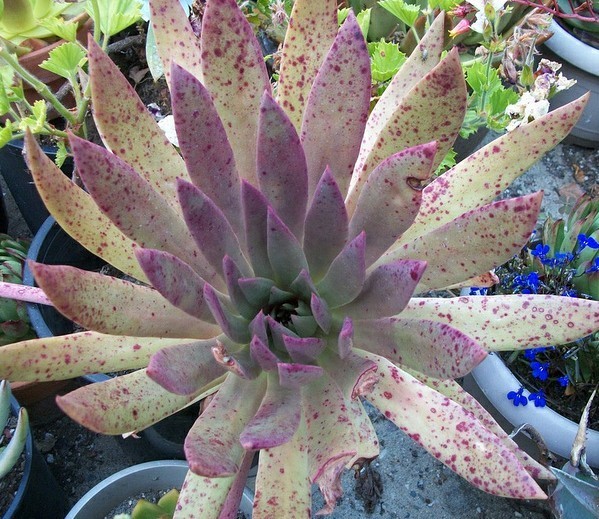 仙女杯尹静思 Dudleya ingens