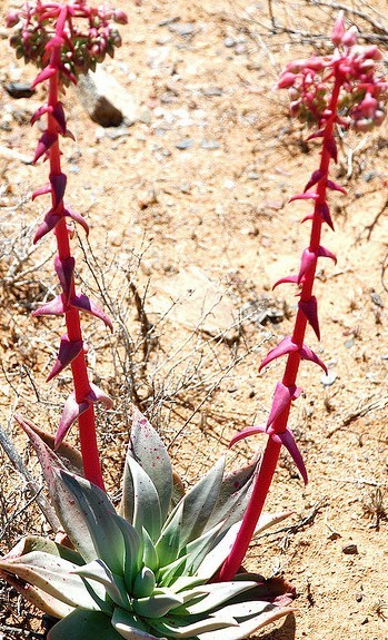 仙女杯尹静思 Dudleya ingens