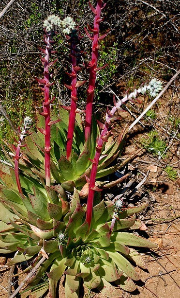 仙女杯尹静思 Dudleya ingens