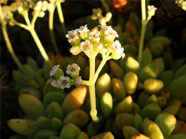 原始火星兔子 Crassula ausensis ssp. ausensis