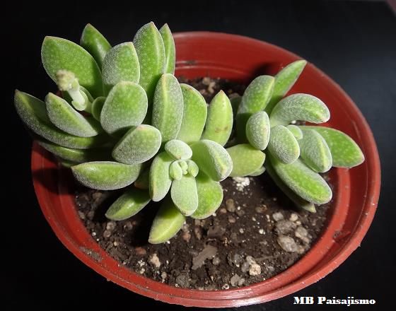 原始火星兔子 Crassula ausensis ssp. ausensis