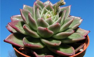 东云和月影杂交的玉杯东云