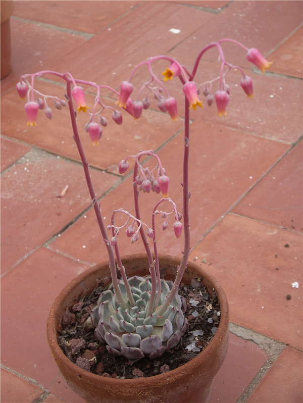  Echeveria Red Absinthe