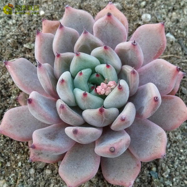  Echeveria Red Absinthe