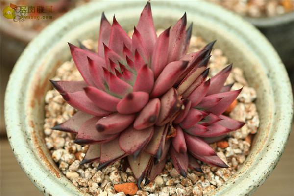 Echeveria agavoides cv 'Red Sirius'