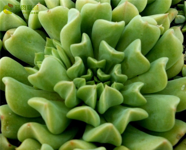 爱尔兰薄荷 Echeveria 'Irish Mint'