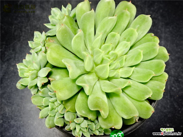 爱尔兰薄荷 Echeveria 'Irish Mint'