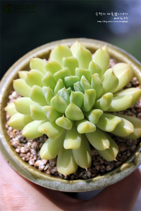 爱尔兰薄荷 Echeveria 'Irish Mint'