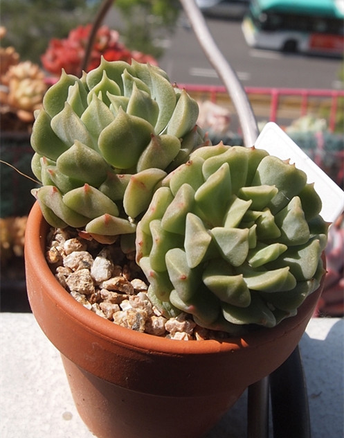 爱尔兰薄荷 Echeveria 'Irish Mint'