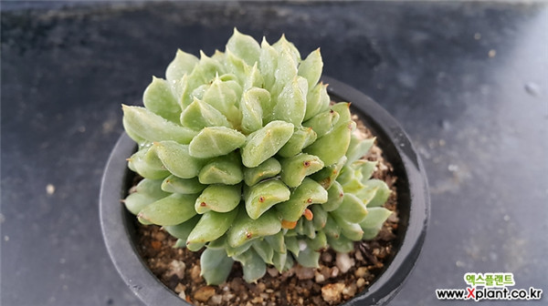 爱尔兰薄荷 Echeveria 'Irish Mint'