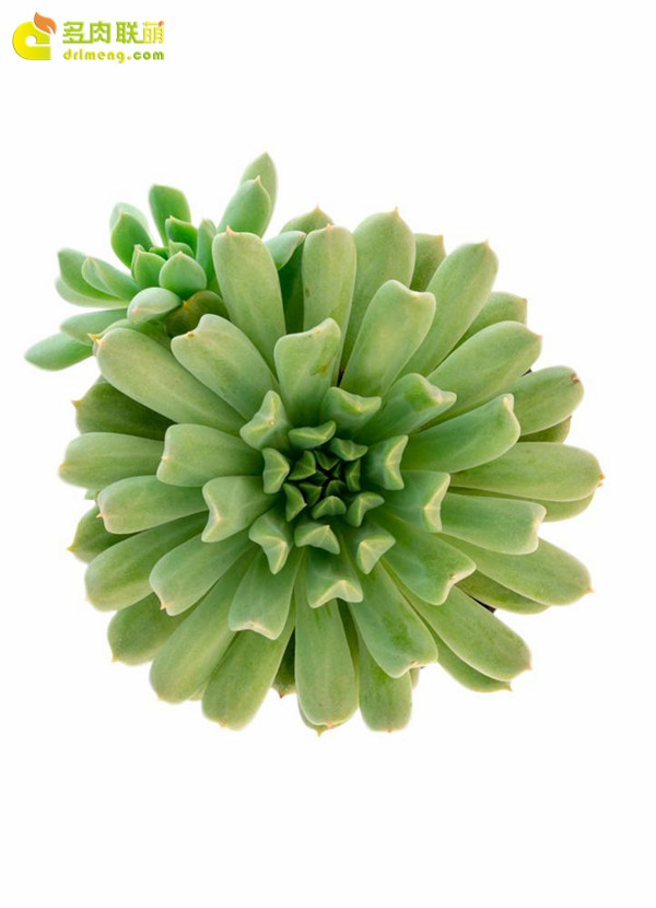 爱尔兰薄荷 Echeveria 'Irish Mint'