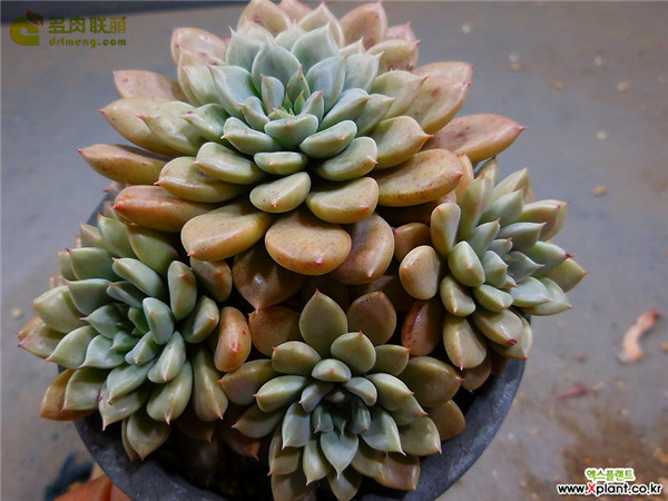 爱马仕 Graptopetalum Hermes