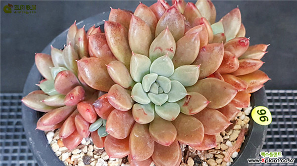 爱马仕 Graptopetalum Hermes