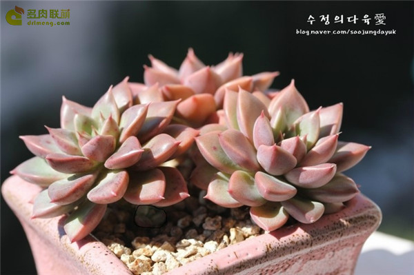 爱马仕 Graptopetalum Hermes