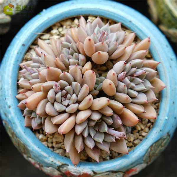 爱马仕 Graptopetalum Hermes