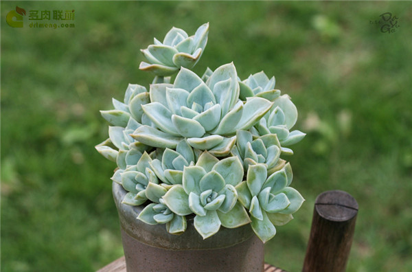 哈利沃森 Graptoveria Harry Watson