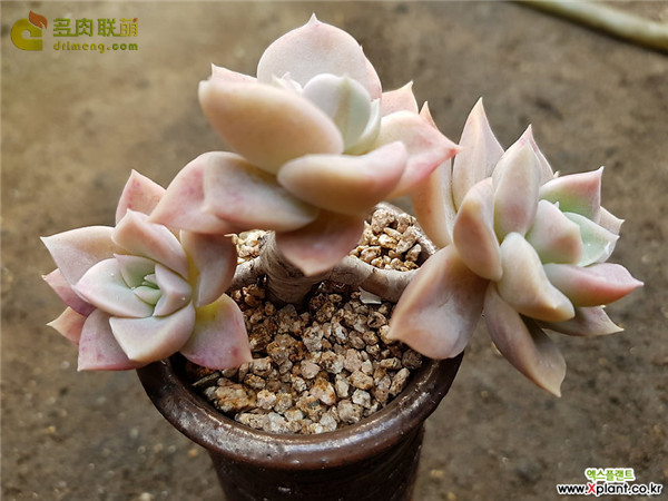 哈利沃森 Graptoveria Harry Watson