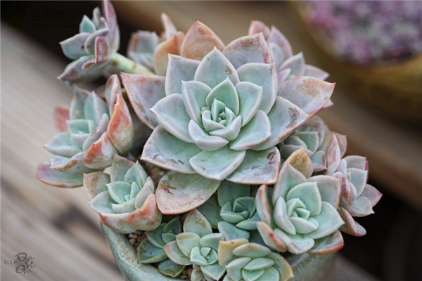 哈利沃森 Graptoveria Harry Watson