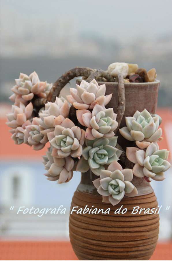 哈利沃森 Graptoveria Harry Watson