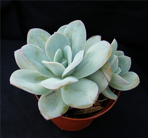 薄荷 Echeveria Suleika