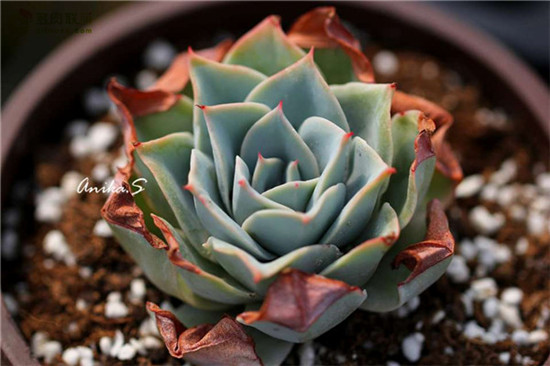 薄荷 Echeveria Suleika